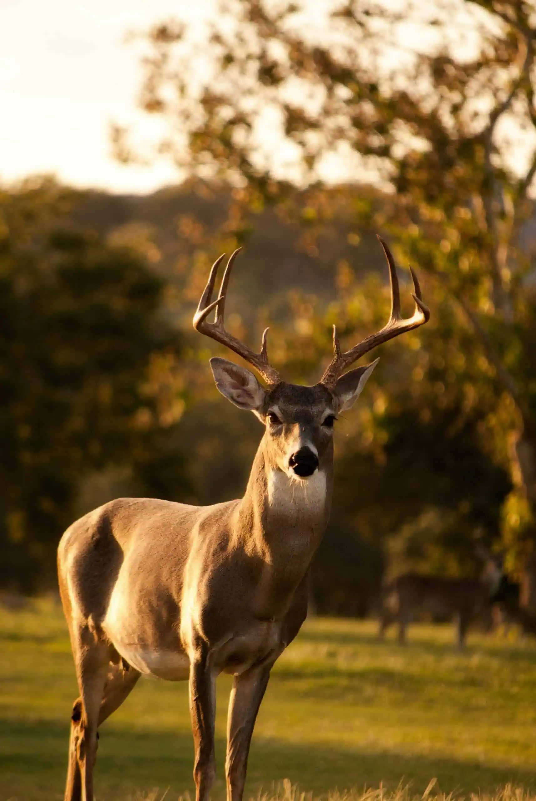 A lone deer standing in tall grass on an open field. The animal’s alert posture and graceful frame are highlighted against the natural landscape, with greenery surrounding the peaceful outdoor scene.