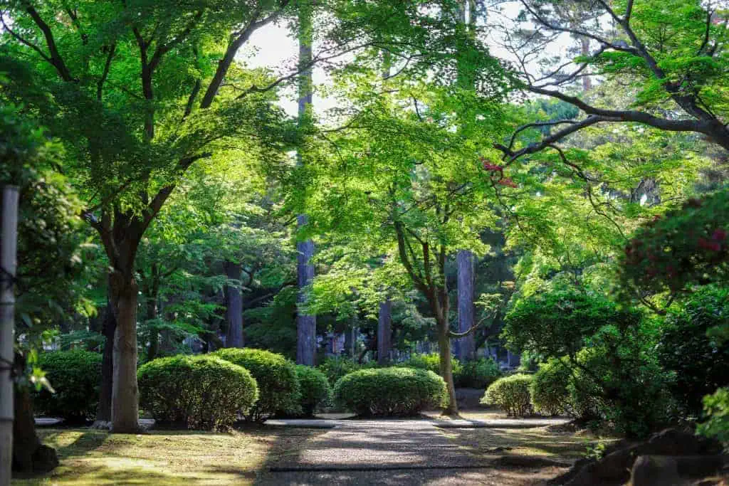 A sunlit path winds through a lush green garden, surrounded by vibrant trees and neatly trimmed bushes, some freshly cared for with tree spraying, as sunlight filters through the leafy canopy above.