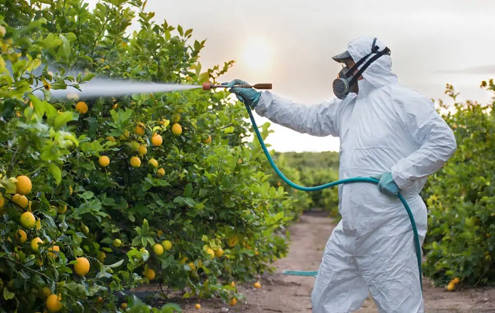 A person in a protective suit, mask, and gloves uses a tree sprayer in Suffolk County, NY, to apply pesticide to lemon trees. The orchard is filled with yellow lemons as the sun sets beautifully in the background.
