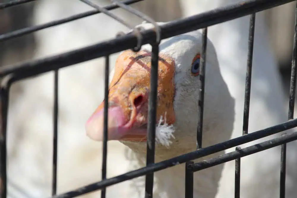 A close-up of a white goose peering through the bars of a cage, its beak slightly open with a small feather caught on it. The scene mirrors the precision needed for tick spraying in Suffolk County, where every detail is crucial. The cage bars are sharply in focus in the foreground.