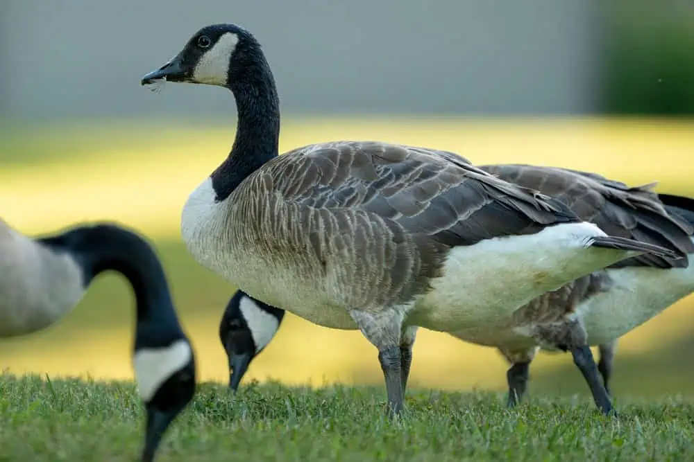 A gaggle of Canadian geese gathers on lush grass, with one goose isolated in the foreground, highlighting natural wildlife common in Suffolk County, NY landscapes cared for by Jones Tree and Plant Care.