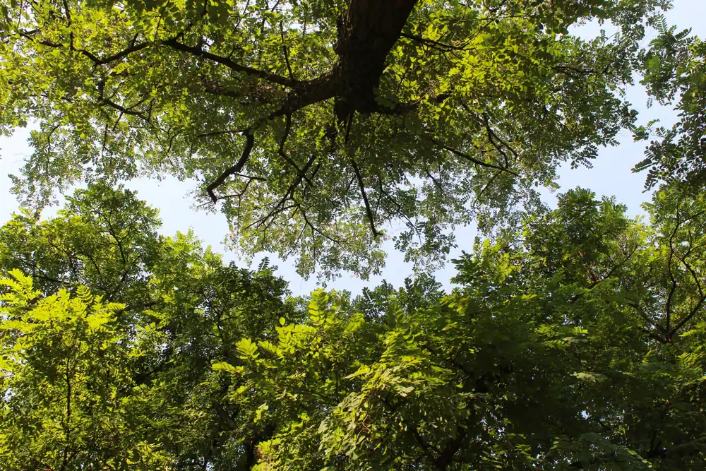 Sunlight filters through a lush tree canopy in Suffolk County, New York, showcasing healthy trees cared for by Jones Tree and Plant Care
