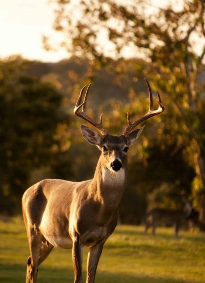 A deer with large antlers stands on a grassy field, bathed in warm sunlight, with blurred trees and foliage in the background.