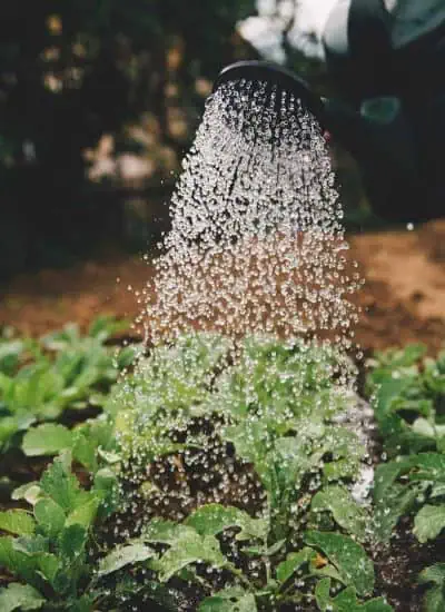 A watering can pours a gentle shower of water over green leafy plants growing in a garden bed, with water droplets visible in midair and soil in the background.