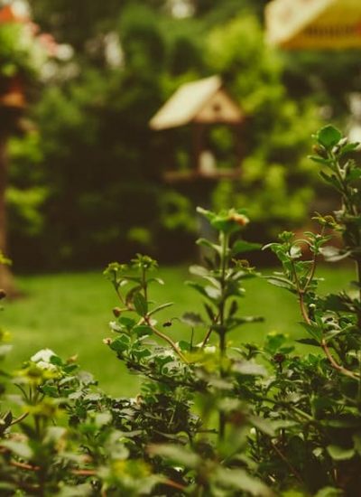 Close-up of green leafy plants in a garden with a blurred background showing grass, trees, and a wooden birdhouse. The scene appears peaceful and natural.