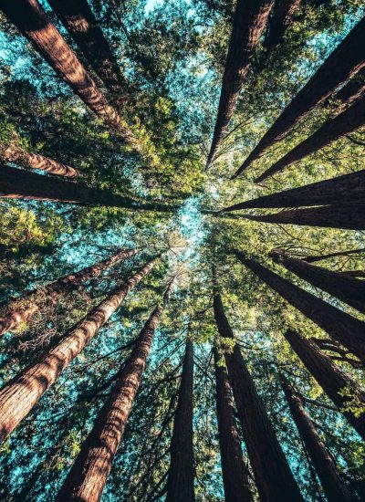 Tall trees with straight trunks viewed from the ground, looking up toward the sky. The tree tops form a circular canopy with sunlight filtering through the green leaves.
